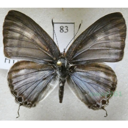 Hypothecla astyla (C. & R. Felder, 1862) Philippines83